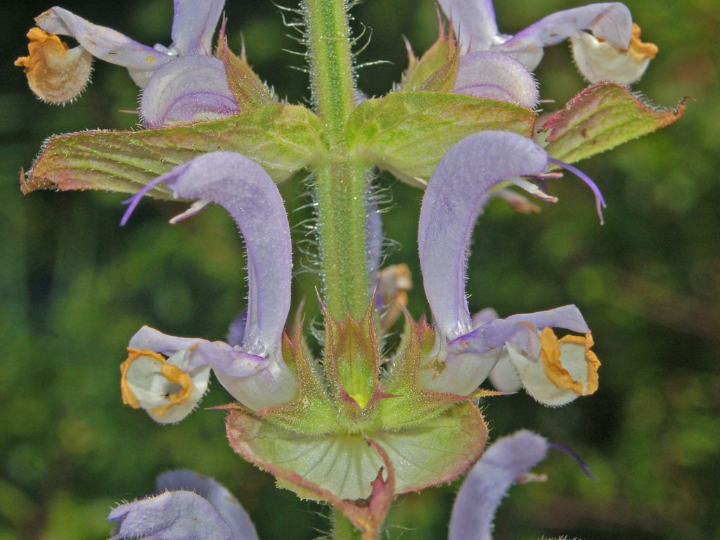 Salvia sclarea / Salvia moscatella